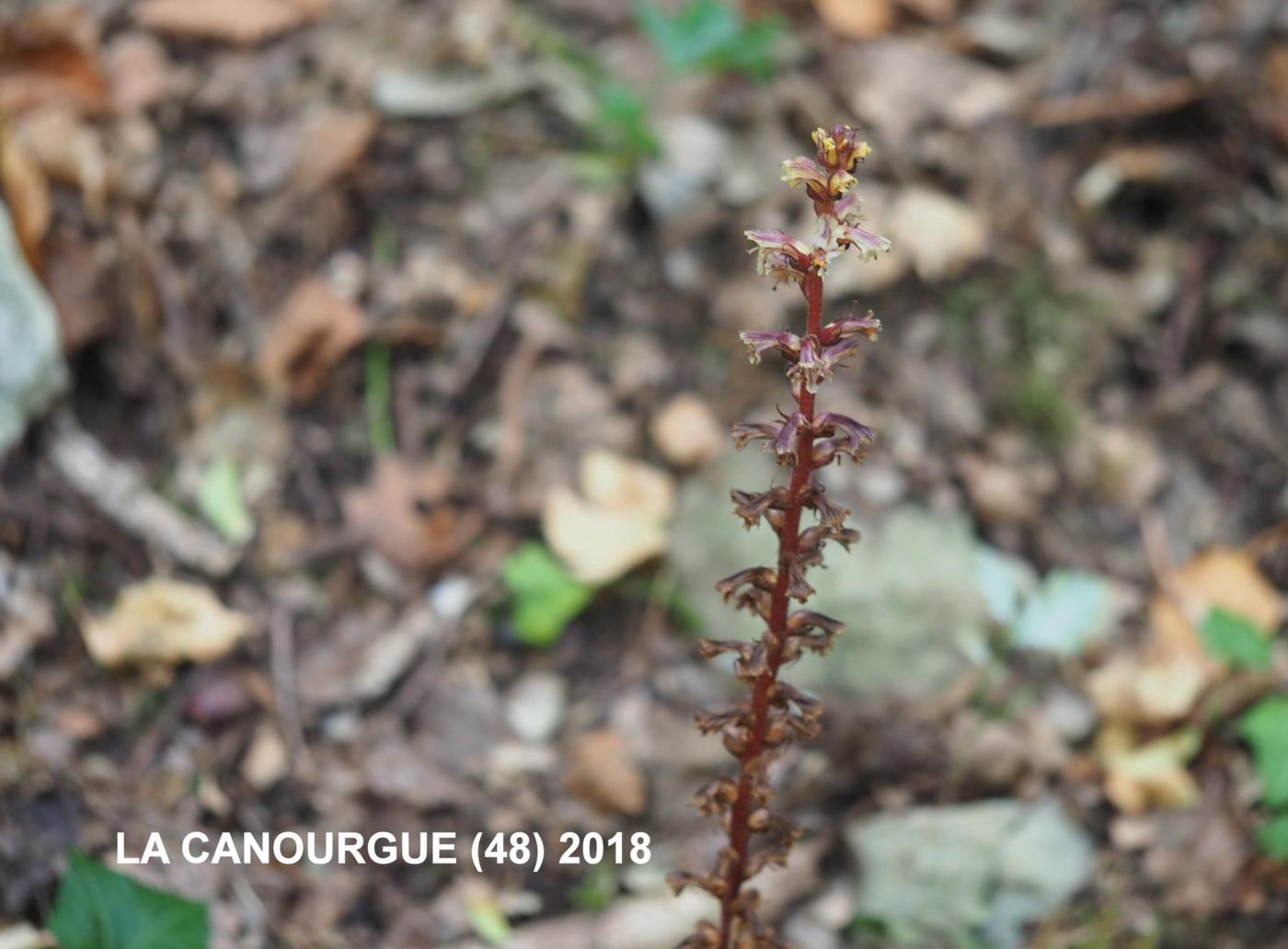 Broomrape, Ivy plant